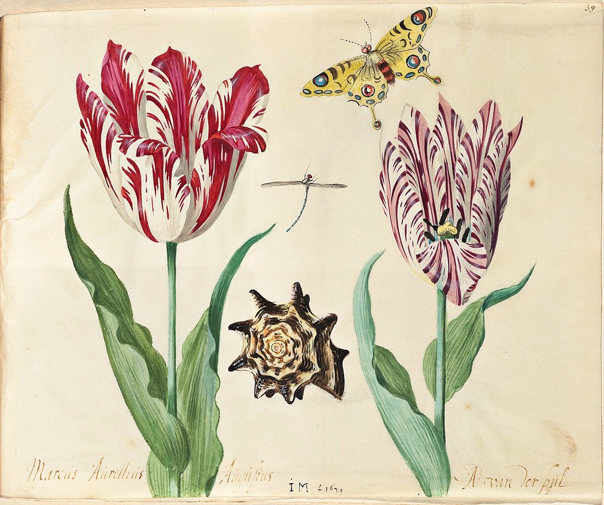 Maria Sibylla Merian: la naturalista che studiava e dipingeva le farfalle •  MuMAB